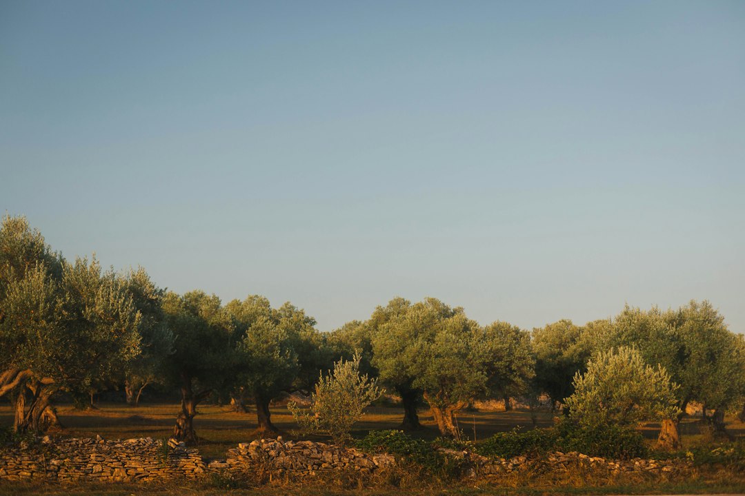 Paysage méditerranéen, oliviers et lumière naturelle